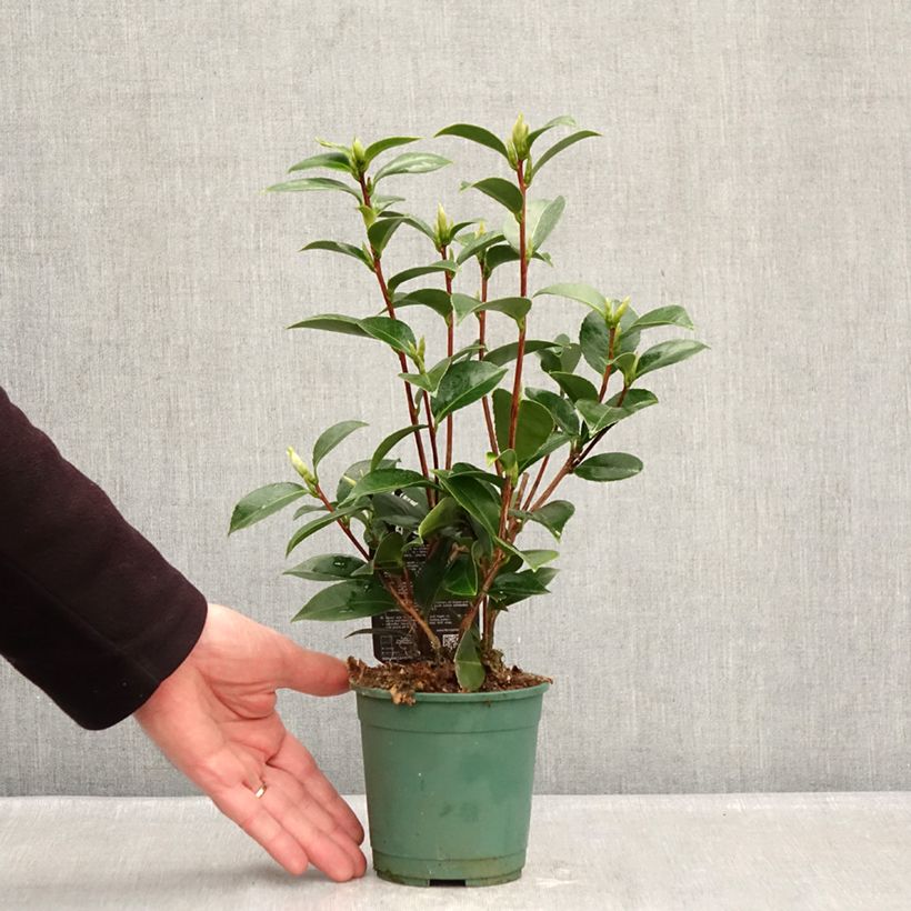 Spécimen de Camélia Mrs. Tingley - Camellia japonica Pot de 12 cm / 13 cm tel que livré en hiver