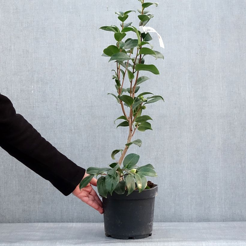 Spécimen de Camélia Nuccio's Cameo - Camellia japonica Pot de 4L/5L tel que livré en hiver
