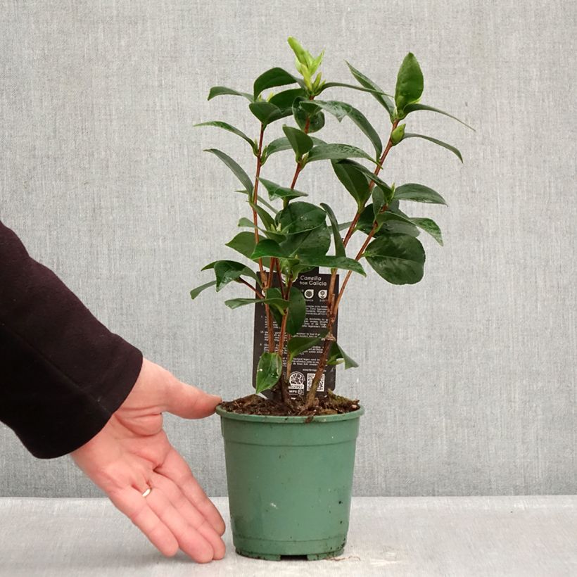 Spécimen de Camélia Nuccio's Gem - Camellia japonica  Pot de 12 cm / 13 cm tel que livré en hiver