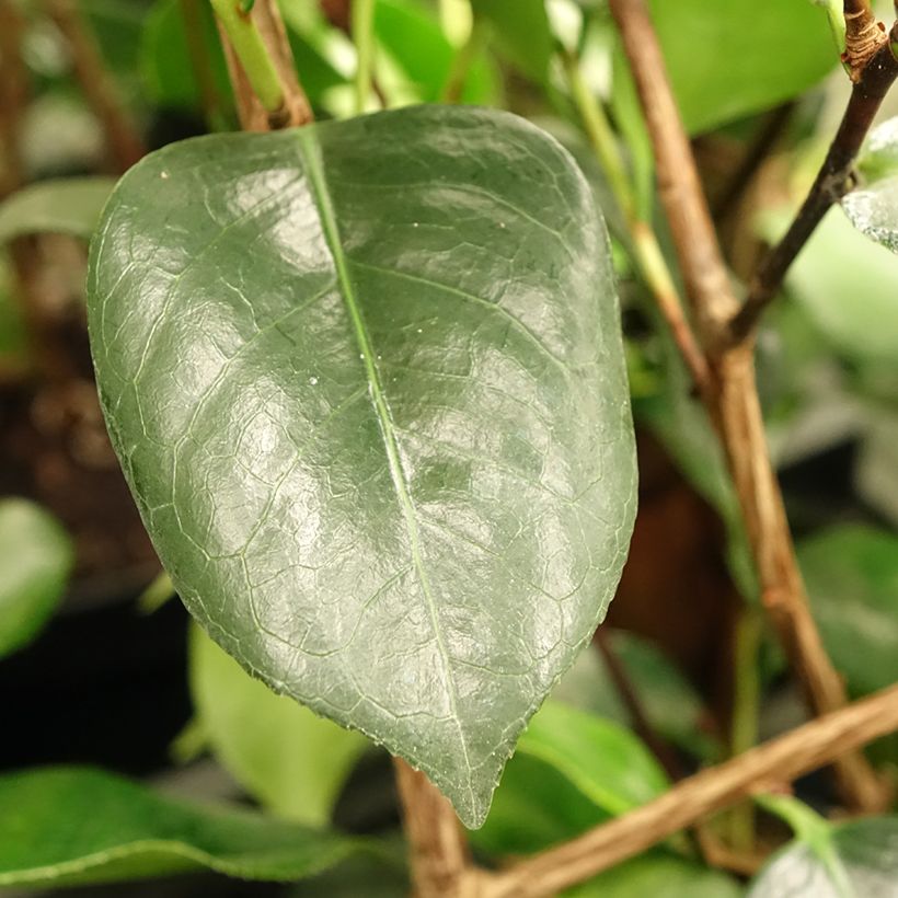 Camélia Okan - Camellia japonica de Higo (Feuillage)