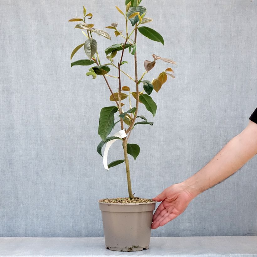 Camellia x reticulata Dr Clifford Parks 4L/5L pot sample as delivered in spring