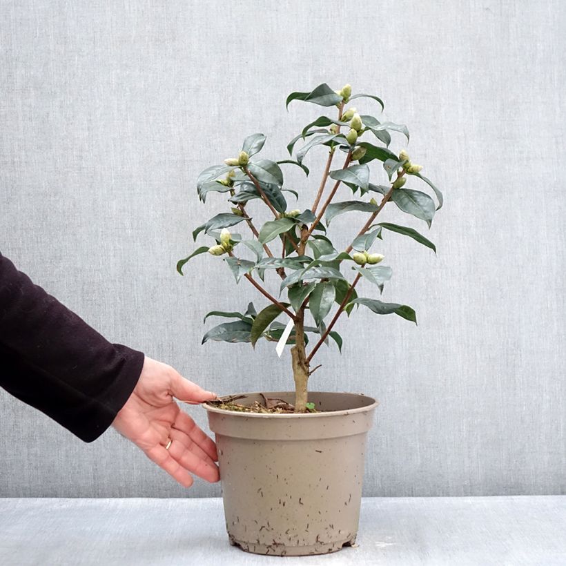 Spécimen de Camélia réticulé Ile Crozet - Camellia reticulata Pot de 4L/5L tel que livré en hiver