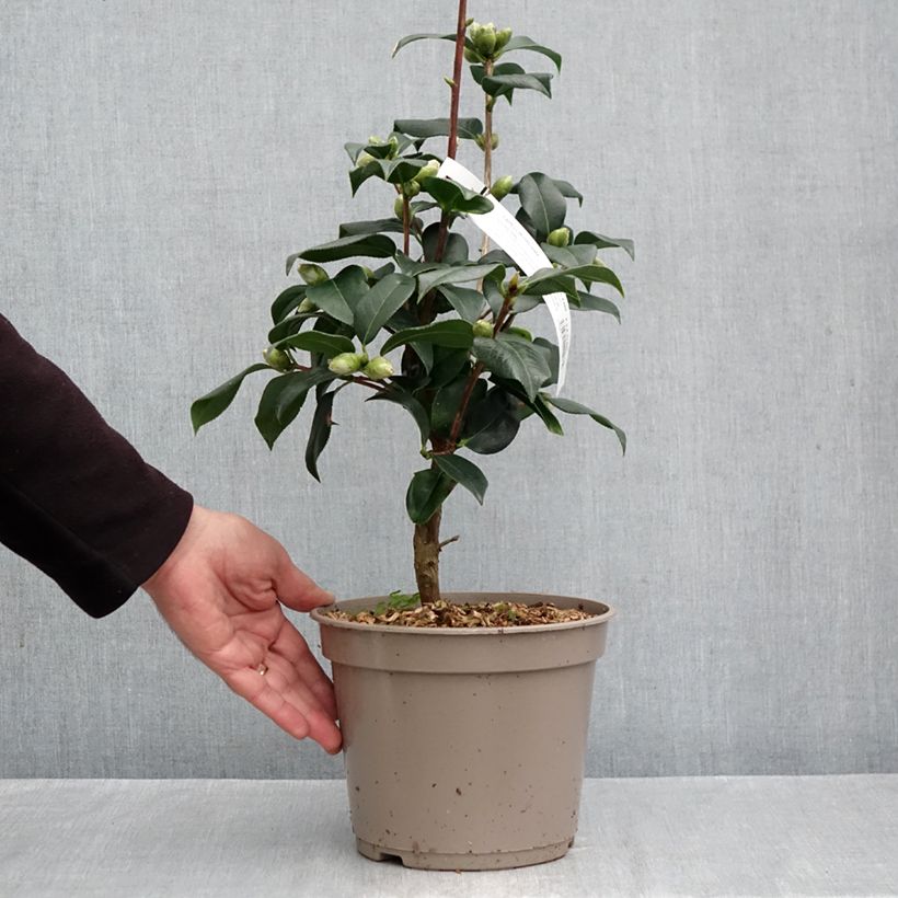 Spécimen de Camélia réticulé Lovely Lady - Camellia reticulata Pot de 4L/5L tel que livré en automne