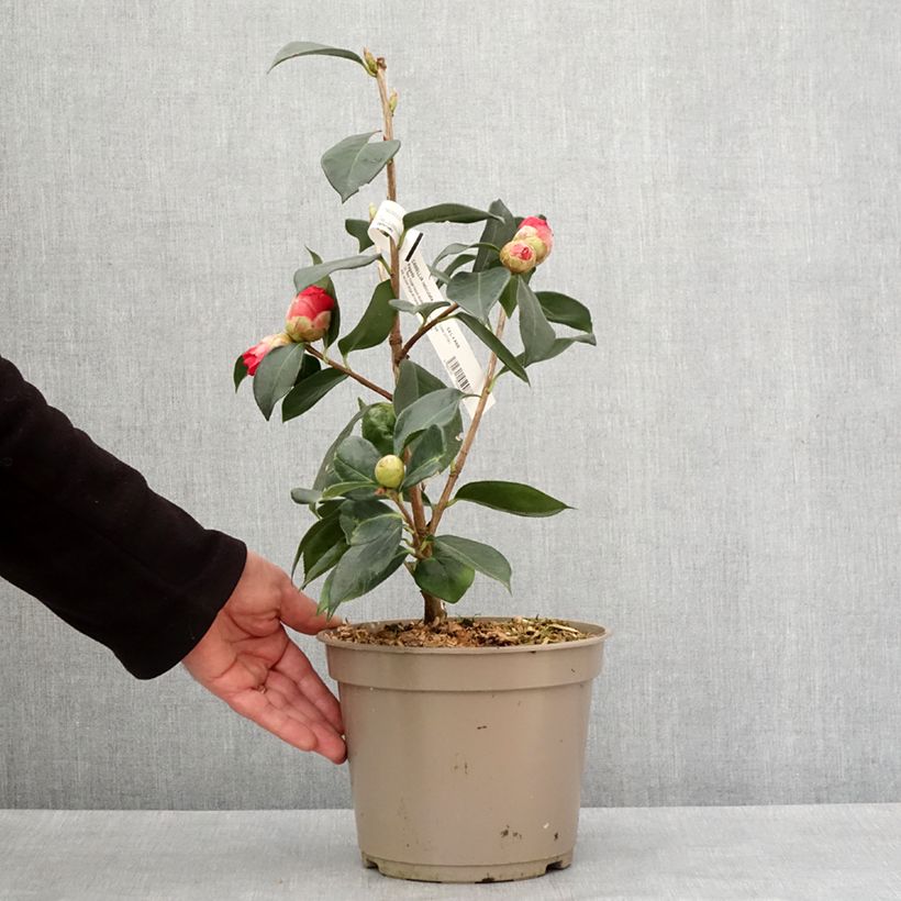 Spécimen de Camélia réticulé Pagoda - Camellia reticulata Pot de 4L/5L tel que livré en hiver