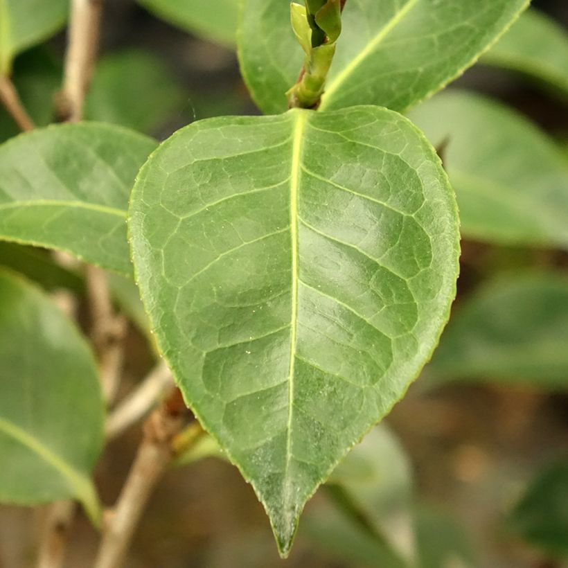 Camélia Roger Hall - Camellia japonica (Feuillage)