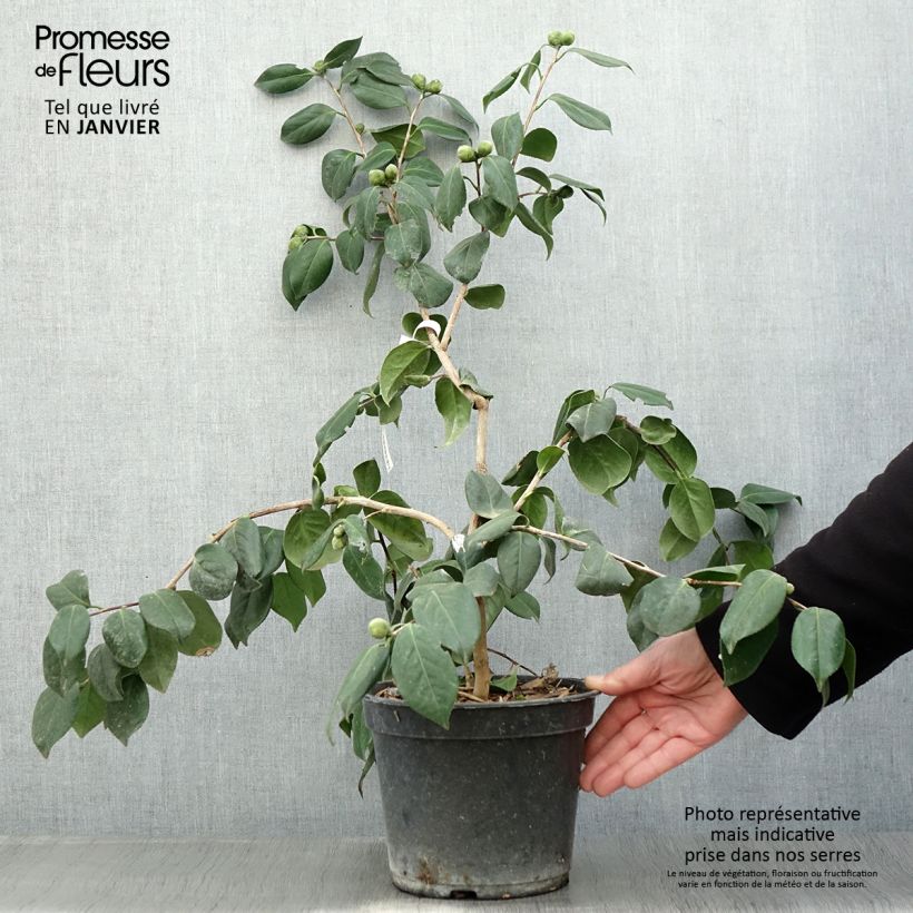 Spécimen de Camelia Sanpei Tsubaki - Camellia japonica Pot de 4L/5L tel que livré en hiver