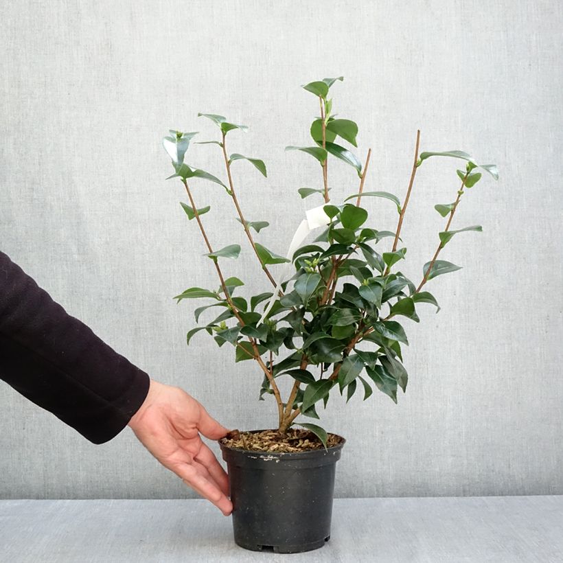 Spécimen de Camélia Stacy Susan - Camellia japonica Pot de 2L/3L tel que livré en automne