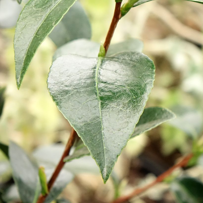 Camélia Stromboli - Camellia japonica (Feuillage)