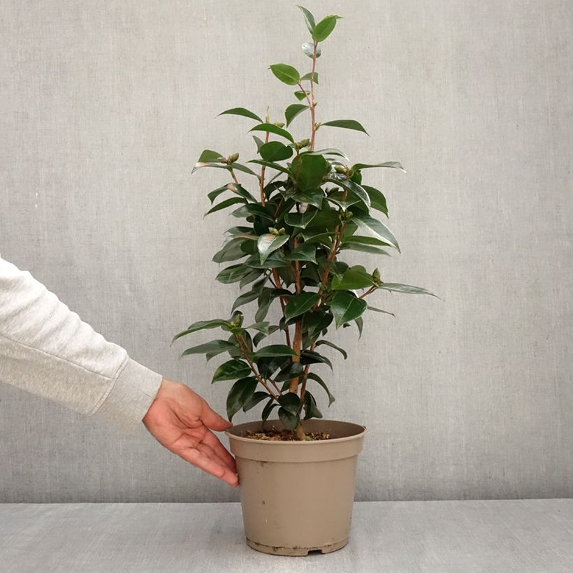 Spécimen de Camélia Stromboli - Camellia japonica Pot de 4L/5L tel que livré en automne