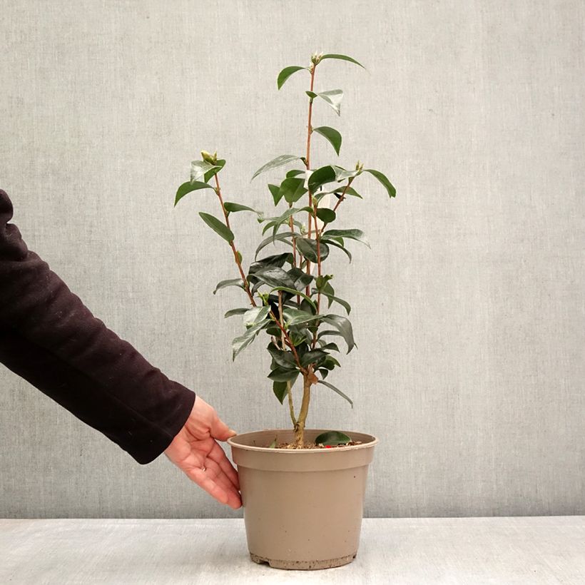 Spécimen de Camélia Stromboli - Camellia japonica Pot de 4L/5L tel que livré au printemps