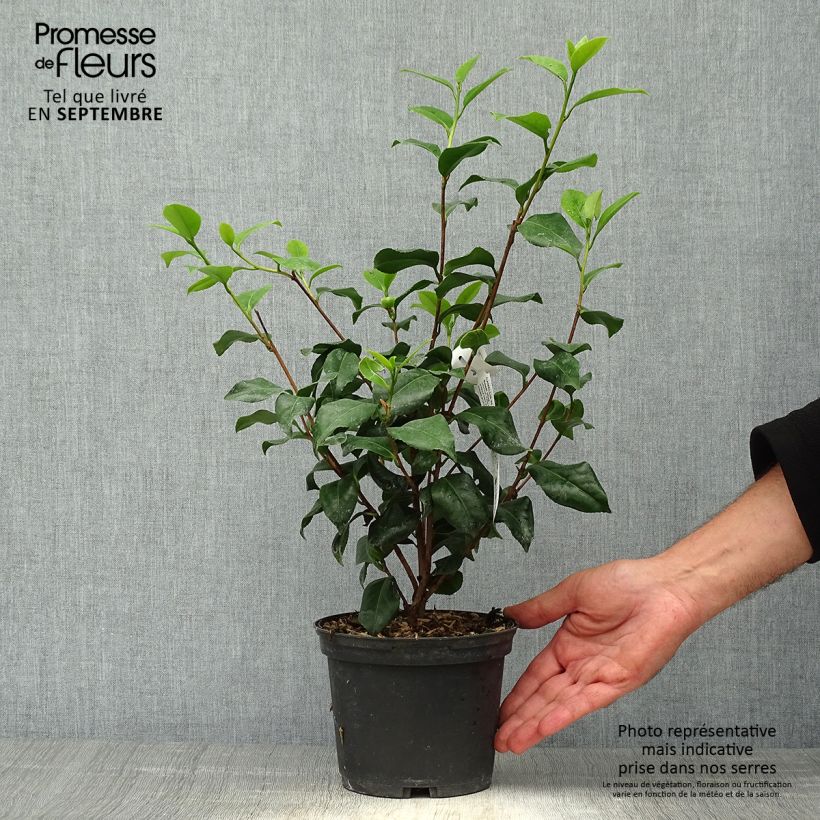 Spécimen de Camélia classique - Camellia japonica Sweet Olive Pot de 2L/3L tel que livré en automne