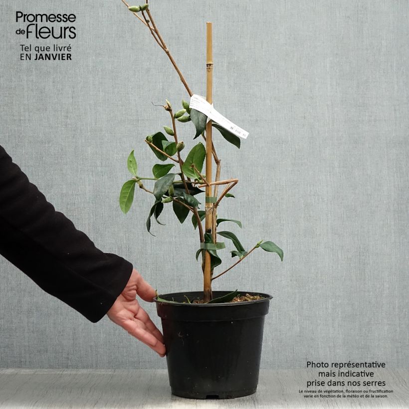 Spécimen de Camélia Tulip Time - Camellia (x) williamsii Pot de 4L/5L tel que livré en hiver