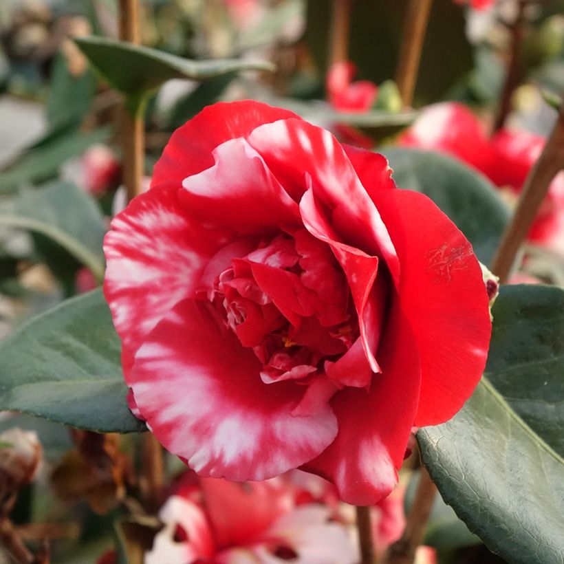 Camélia Midnight Variegated - Camellia japonica (Floraison)