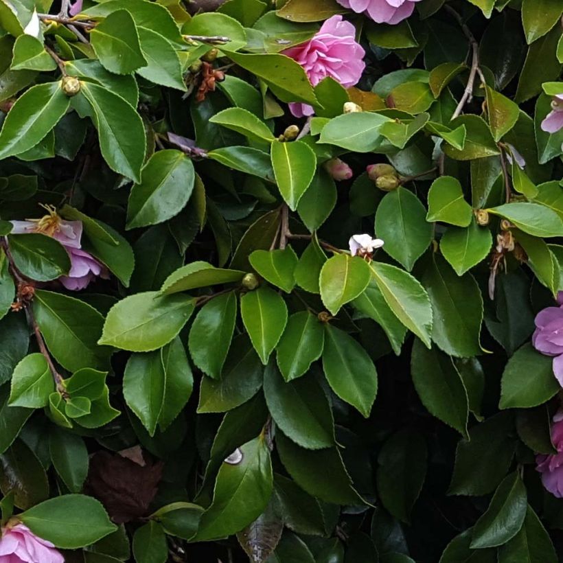 Camélia d'automne - Camellia sasanqua Waterfall Pink (Feuillage)