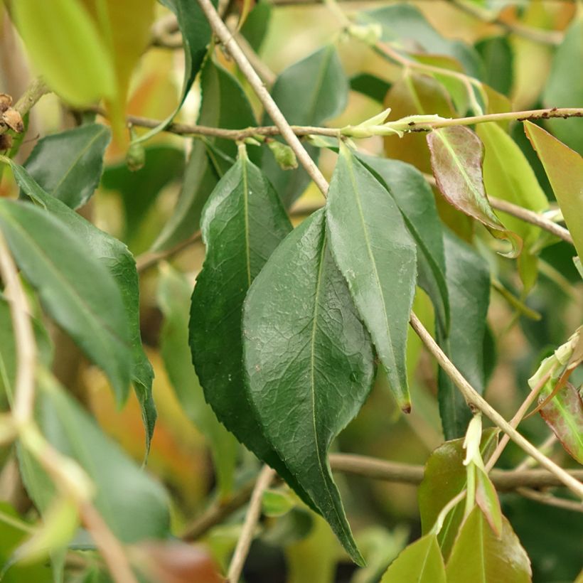 Camellia tsaii - Camélia d'hiver (Feuillage)