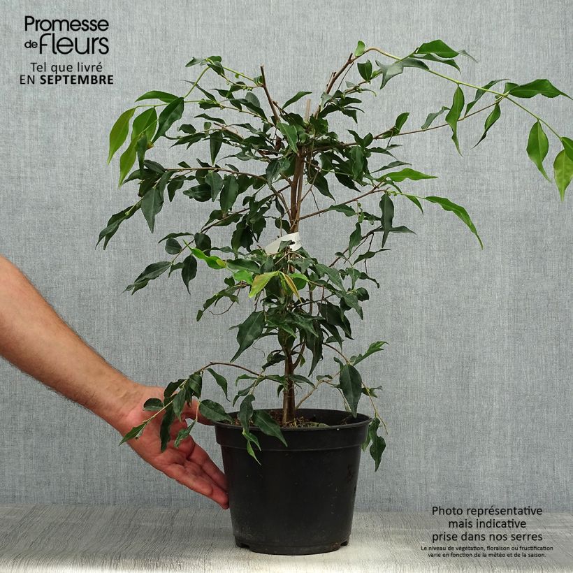 Spécimen de Camellia tsaii - Camélia d'hiver Pot de 4L/5L tel que livré en automne