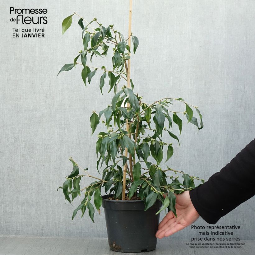 Spécimen de Camellia tsaii - Camélia d'hiver Pot de 4L/5L tel que livré en hiver