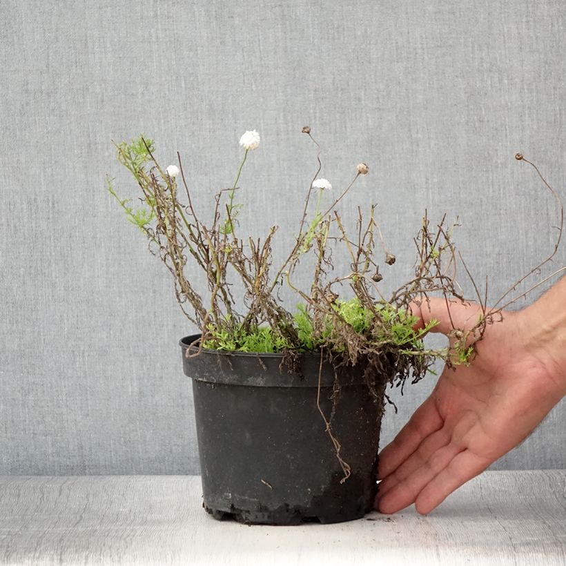 Spécimen de Camomille Romaine - Chamaemelum nobile Ligulosum Pot de 2L/3L tel que livré en été