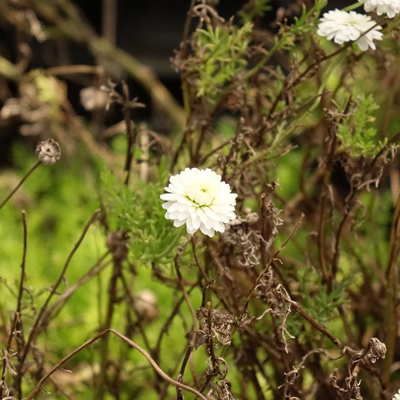 Camomille Romaine - Chamaemelum nobile Ligulosum (Feuillage)