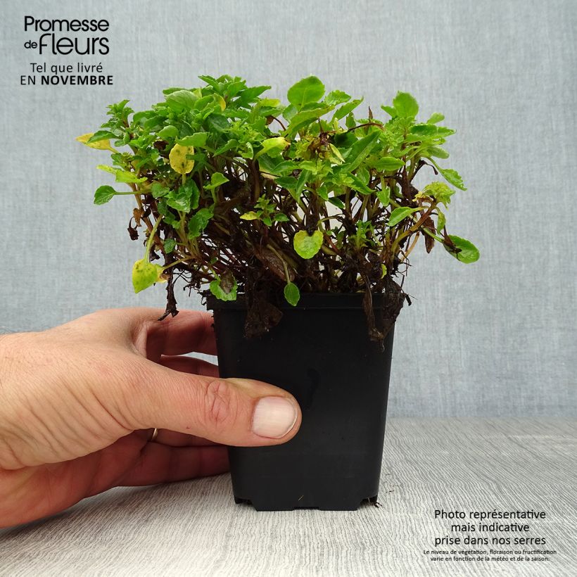 Spécimen de Campanula cochleariifolia - Campanule à feuilles de cochléaire Godet de 8/9 cm tel que livré en automne