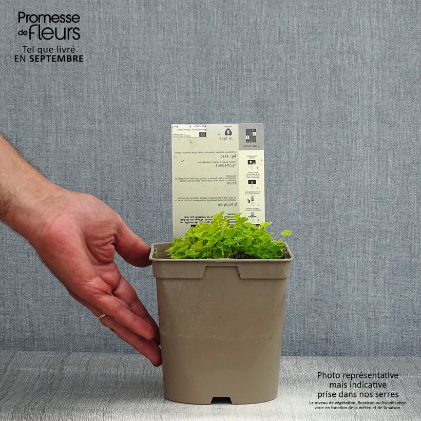 Spécimen de Campanula garganica Dickson s Gold - Campanule étoilée Pot de 2L/3L tel que livré en été