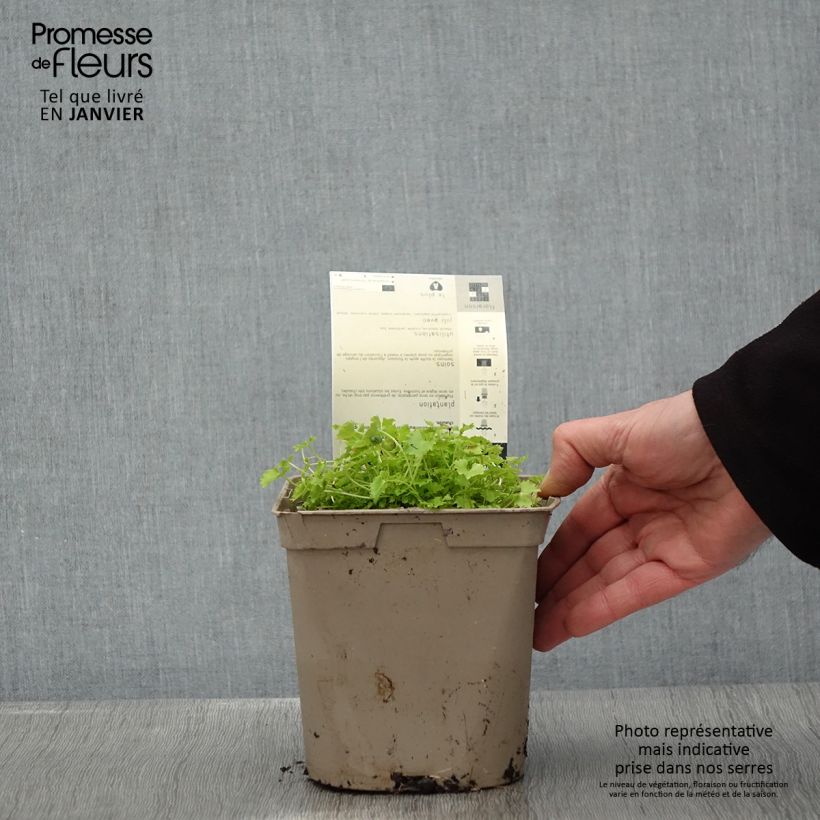 Spécimen de Campanula garganica Dickson s Gold - Campanule étoilée Pot de 2L/3L tel que livré en hiver