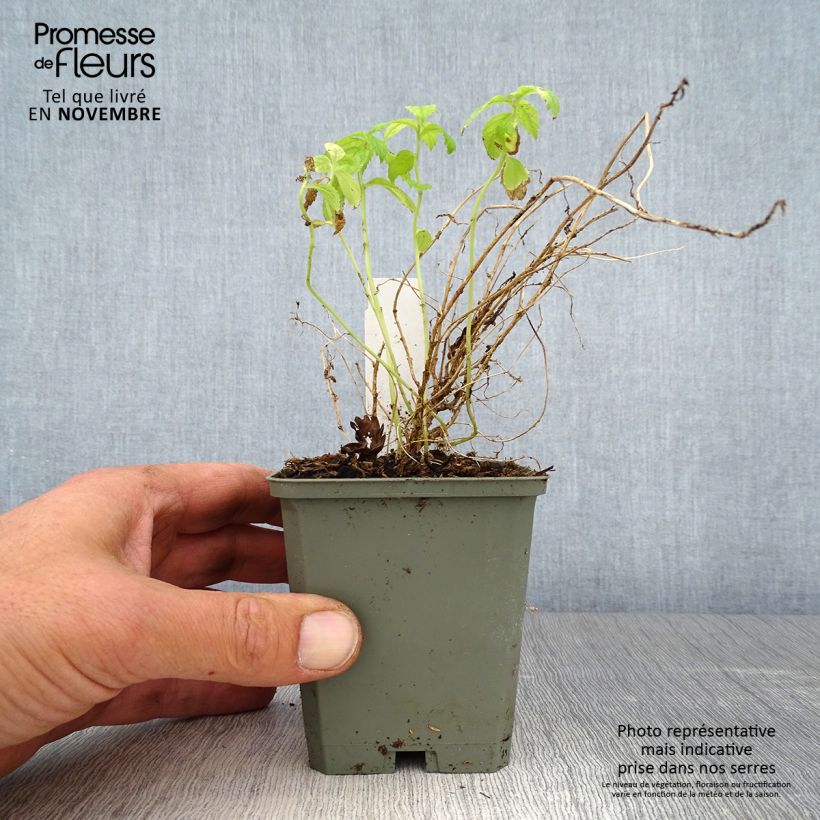 Spécimen de Campanula lactiflora White Pouffe - Campanule laiteuse Godet de 8/9 cm tel que livré en automne