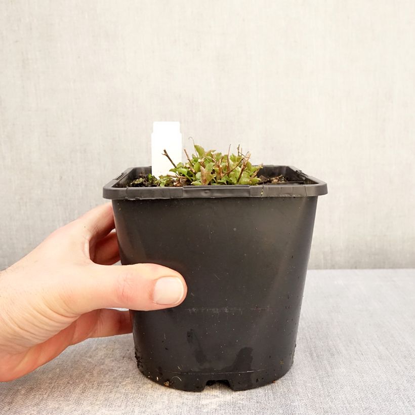 Campanula persicifolia La Bello - Campanula con foglie di pesco Vaso da 2L/3L esemplare consegnato in inverno