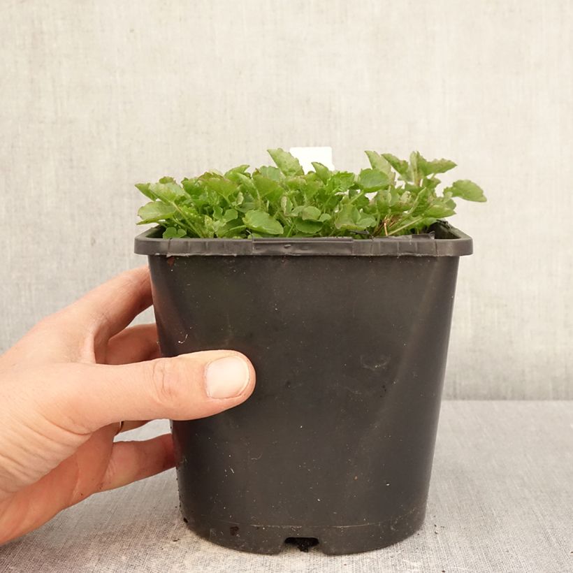 Spécimen de Campanula persicifolia La Bello - Campanule à feuilles de pêcher Pot de 2L/3L tel que livré au printemps