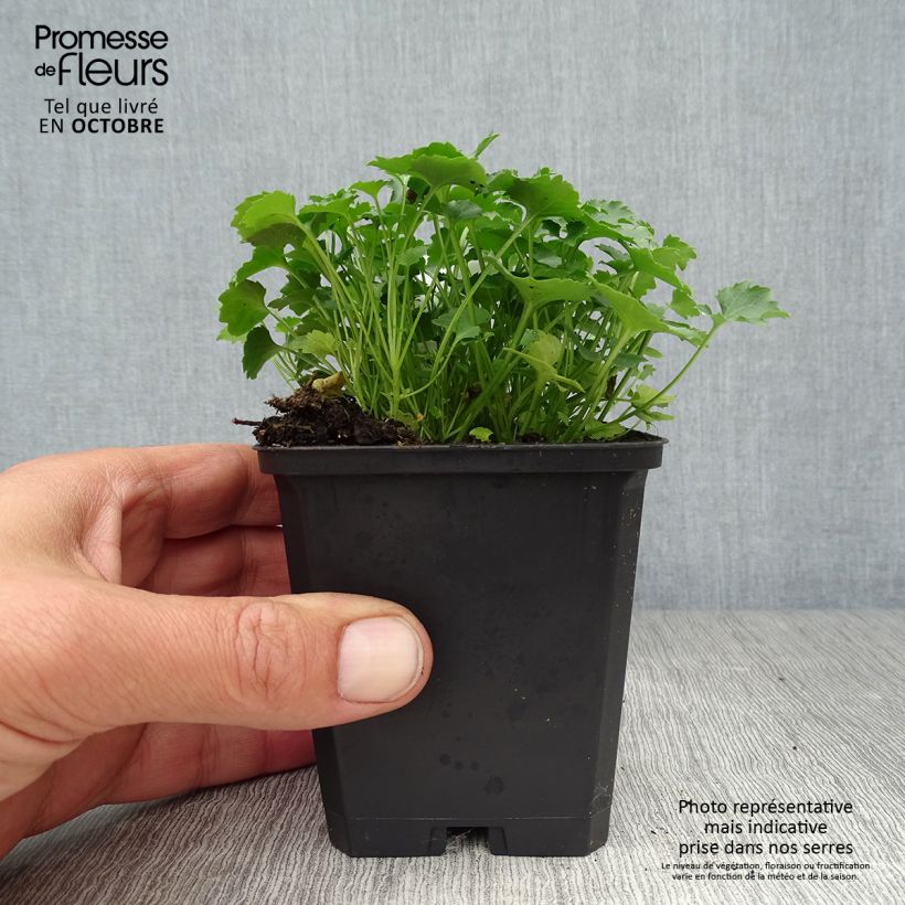 Spécimen de Campanula portenschlagiana Resholt Variety - Campanule des Murets  Godet de 8/9 cm tel que livré en automne