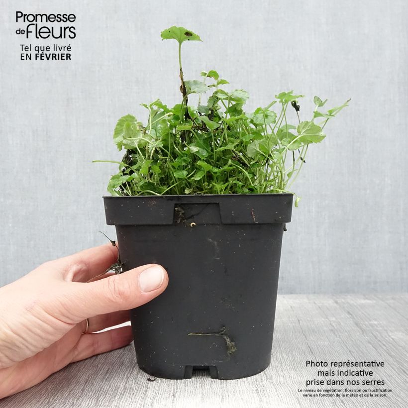 Spécimen de Campanule poscharskyana Pot de 2L/3L tel que livré en hiver