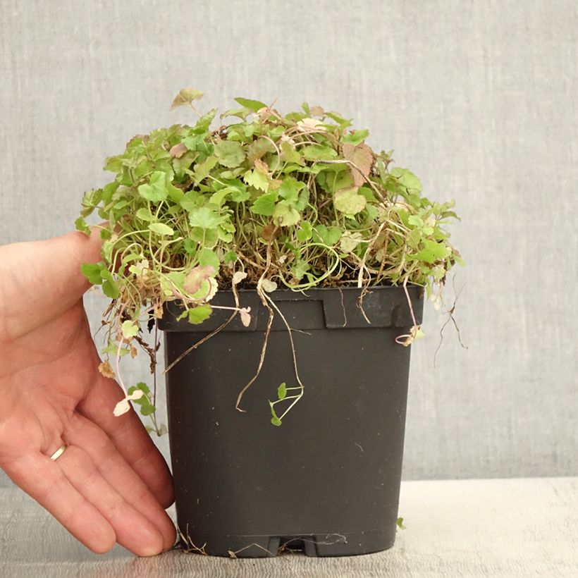 Spécimen de Campanule poscharskyana Pot de 2L/3L tel que livré au printemps