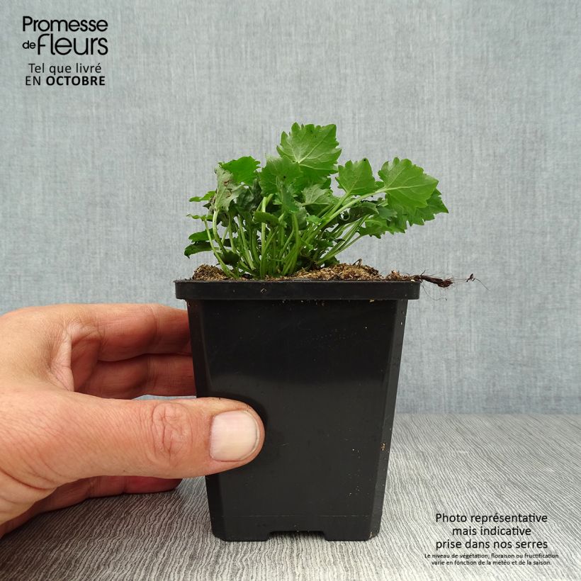Spécimen de Campanula poscharskyana Stella - Campanule des Murets Godet de 8/9 cm tel que livré en automne