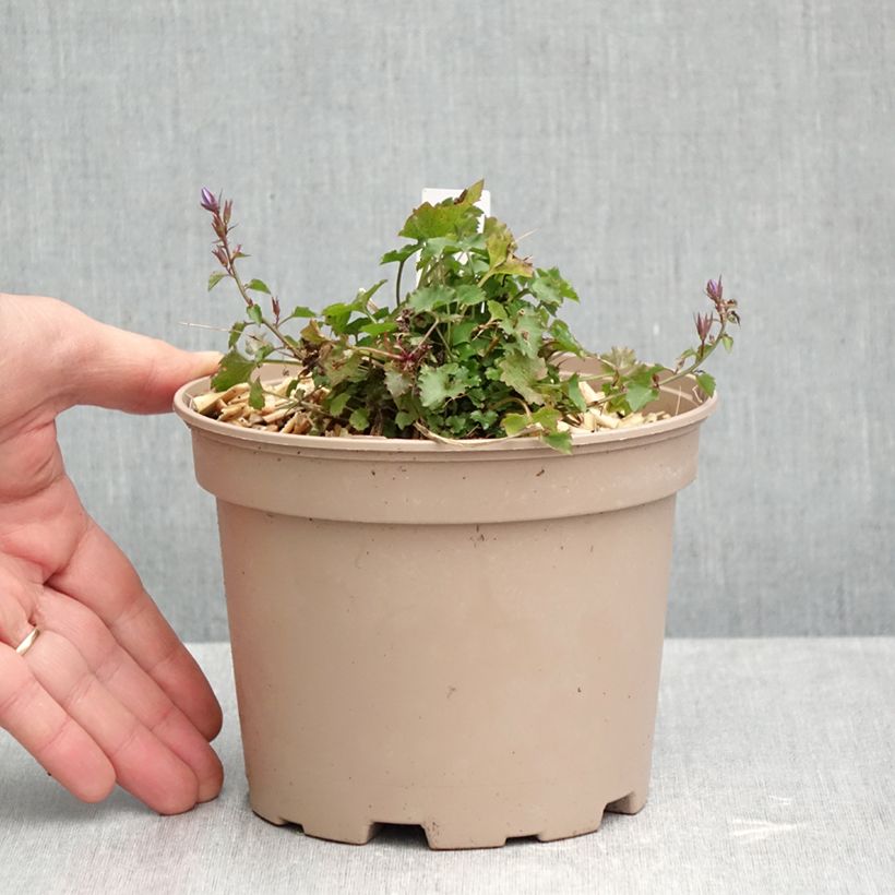 Spécimen de Campanula poscharskyana Stella - Campanule des Murets Pot de 2L/3L tel que livré en automne
