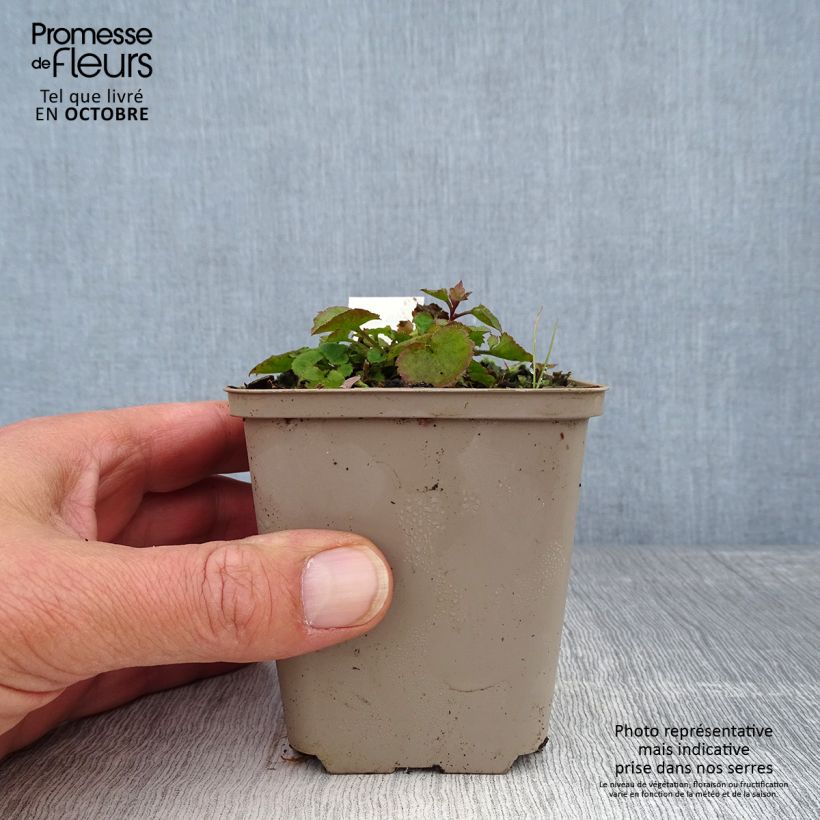 Spécimen de Campanula poscharskyana Trollkind - Campanule des Murets Godet de 8/9 cm tel que livré en automne