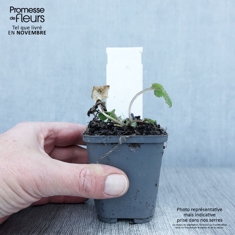 Spécimen de Campanula punctata Rubriflora - Campanule ponctuée Godet de 8/9 cm tel que livré en automne