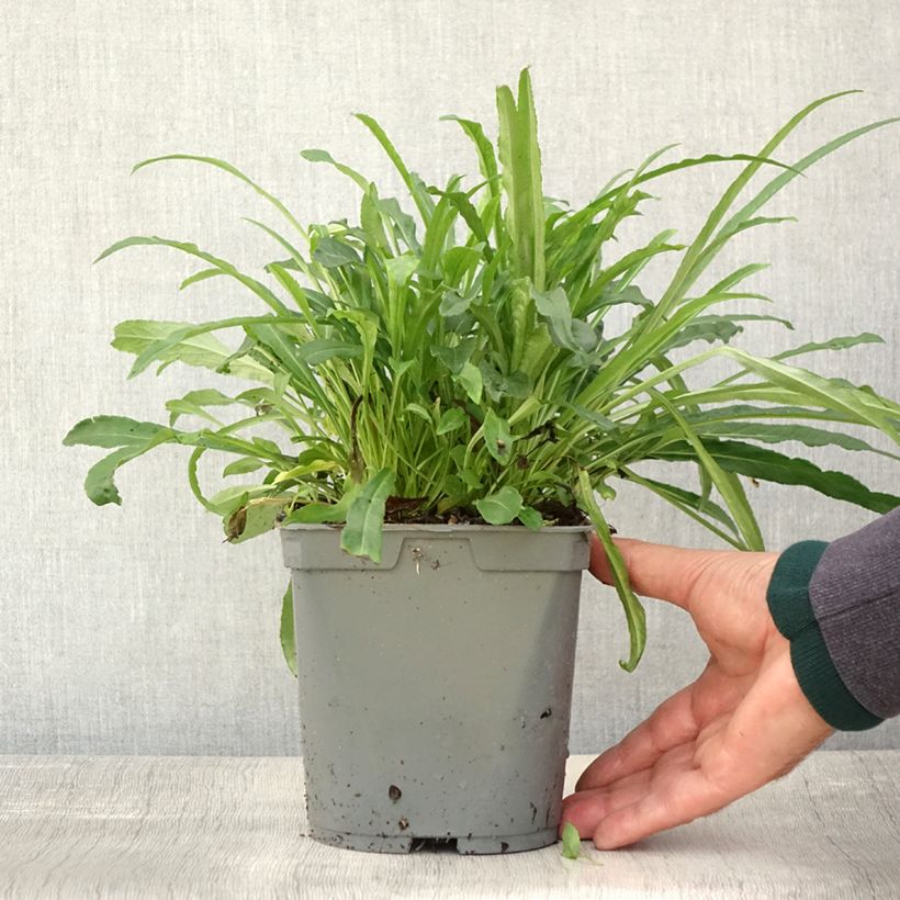 Spécimen de Campanule à feuilles de pêcher - Campanula persicifolia Alba Pot de 2L/3L tel que livré en automne