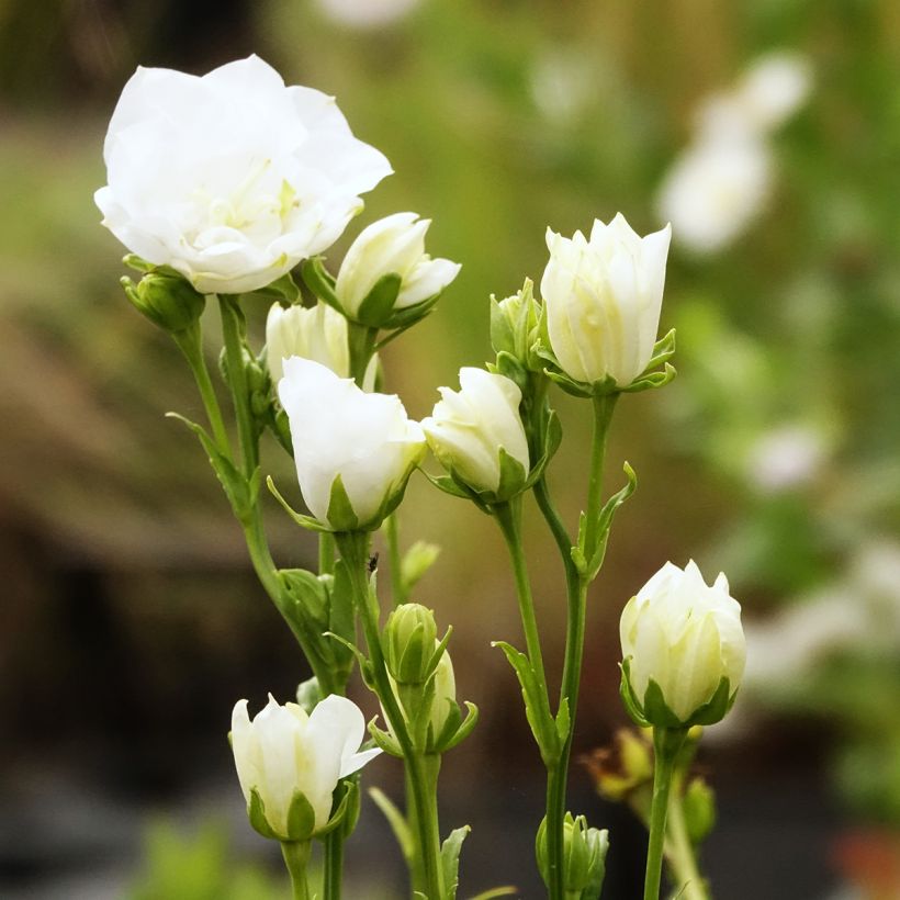 Campanule à feuilles de pêcher La Bonne Amie - Campanula persicifolia (Floraison)