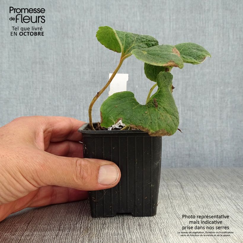 Spécimen de Campanule alliariifolia Godet de 8/9 cm tel que livré en automne