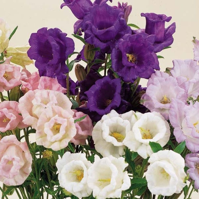 Graines de Campanule carillon Calycanthema (Cup and Saucer) - Campanula medium (Floraison)