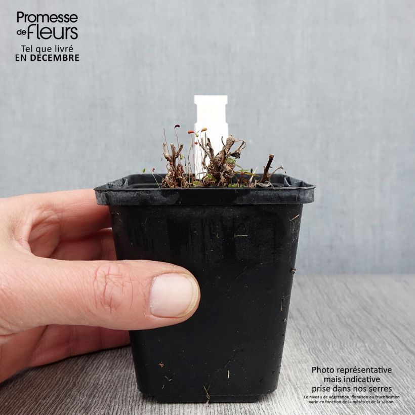 Spécimen de Campanule carpatica - Campanule des Carpates Godet de 8/9 cm tel que livré en automne