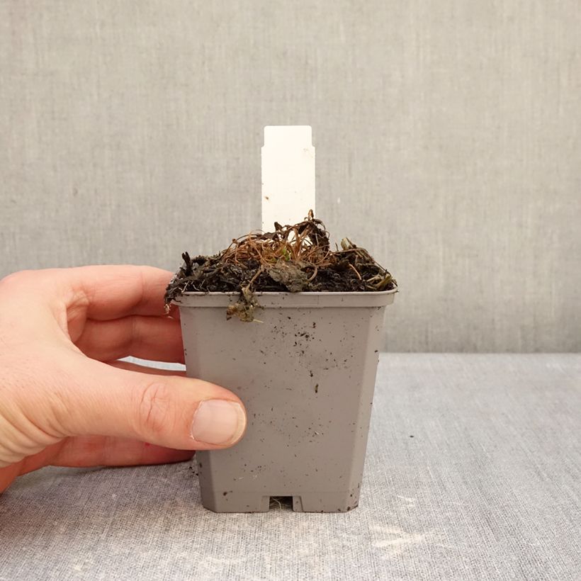 Spécimen de Campanule carpatica Clips blanche - Campanule des Carpates Godet de 8/9 cm tel que livré en hiver