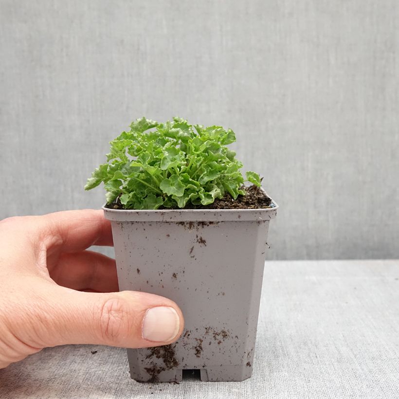 Spécimen de Campanule carpatica Clips blanche - Campanule des Carpates Godet de 8/9 cm tel que livré au printemps