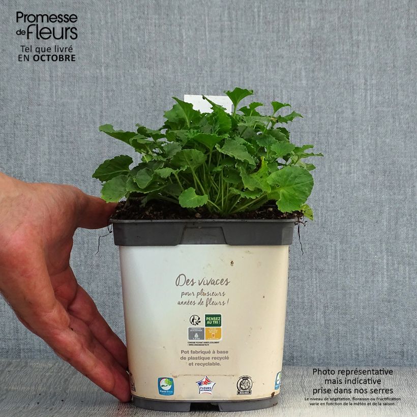 Spécimen de Campanule carpatica Clips blanche - Campanule des Carpates Pot de 2L/3L tel que livré en automne
