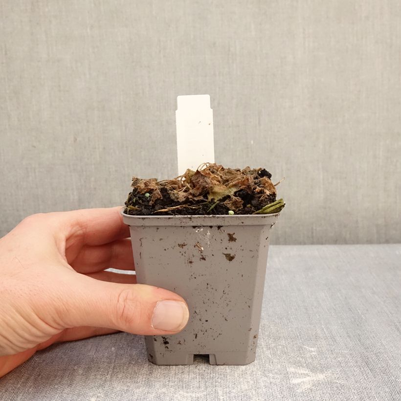 Spécimen de Campanule carpatica Clips bleue - Campanule des Carpates Godet de 8/9 cm tel que livré en hiver