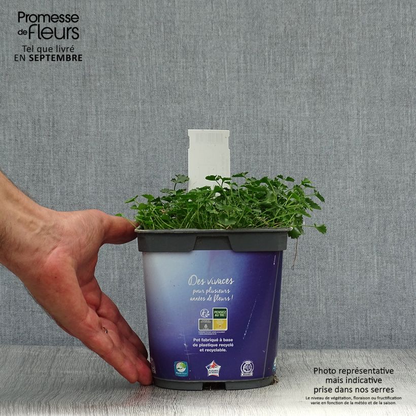 Spécimen de Campanule des murs - Campanula portenschlagiana (muralis) Pot de 2L/3L tel que livré en automne