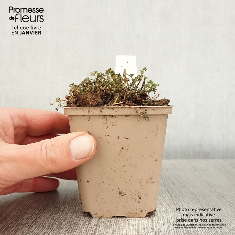 Spécimen de Campanule fluette - Campanula cochlearifolia Elizabeth Oliver Godet de 8/9 cm tel que livré en hiver