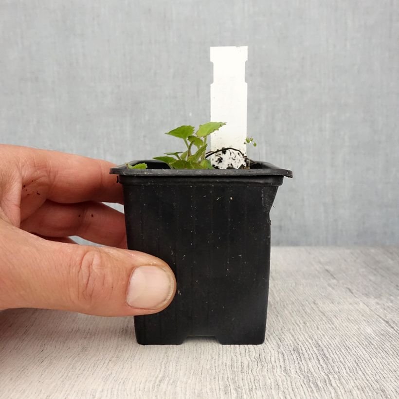 Spécimen de Campanule fluette - Campanula cochlearifolia Elizabeth Oliver Godet de 8/9 cm tel que livré au printemps