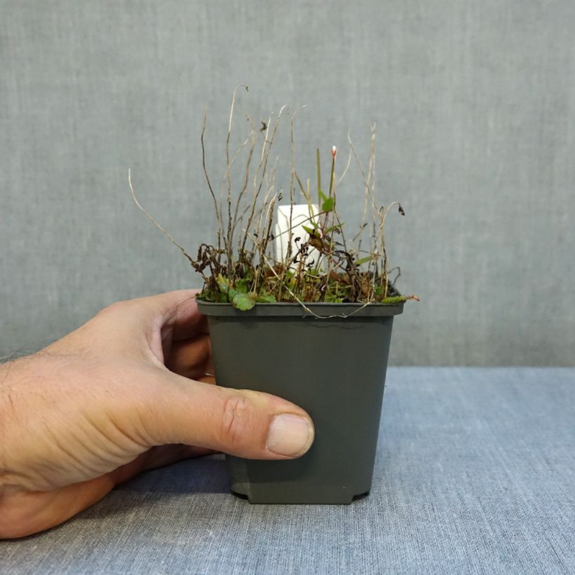 Spécimen de Campanule G.F. Wilson Godet de 8/9 cm tel que livré en automne