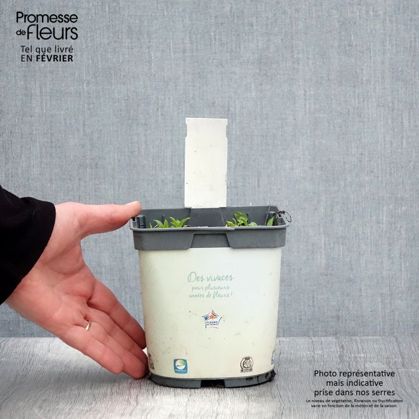 Spécimen de Campanule glomerata Alba Pot de 2L/3L tel que livré en hiver